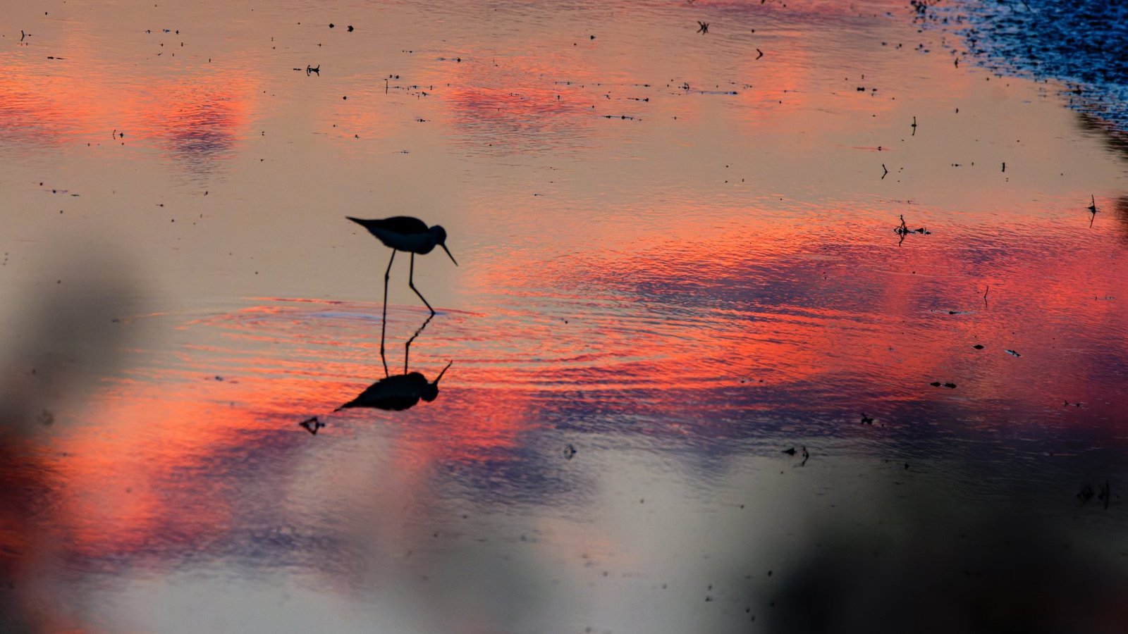Échassier au crépuscule - illustration lumière