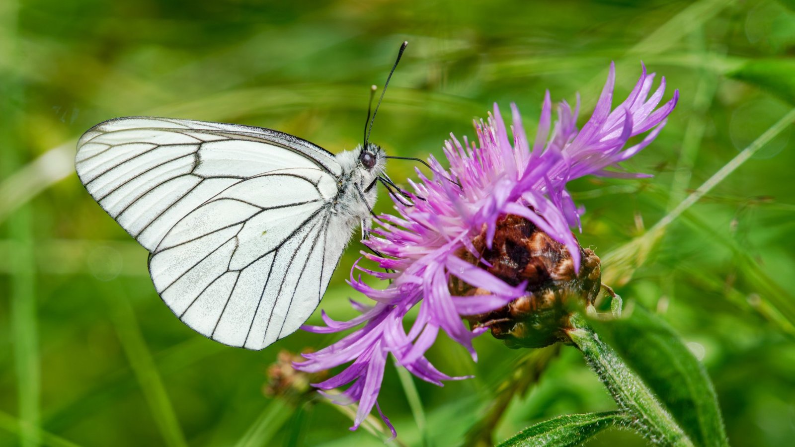 Papillon blanc aux nervures noires posé sur une fleur de centaurée violette
