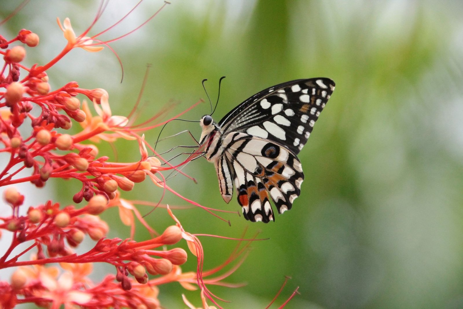 Papillon noir et blanc taché d'orange butinant des fleurs rouges
