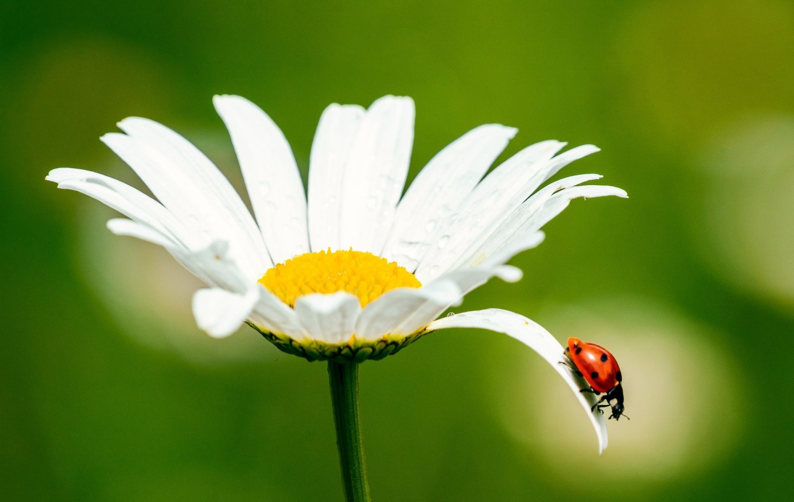 Coccinelle posée sur le pétale d'une marguerite, fond vert