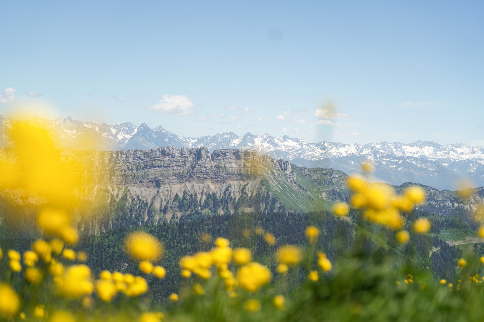 Prairie de boutons d'or au premier plan, falaises de Chartreuse et sommets enneigés de Belledonne à l'arrière-plan