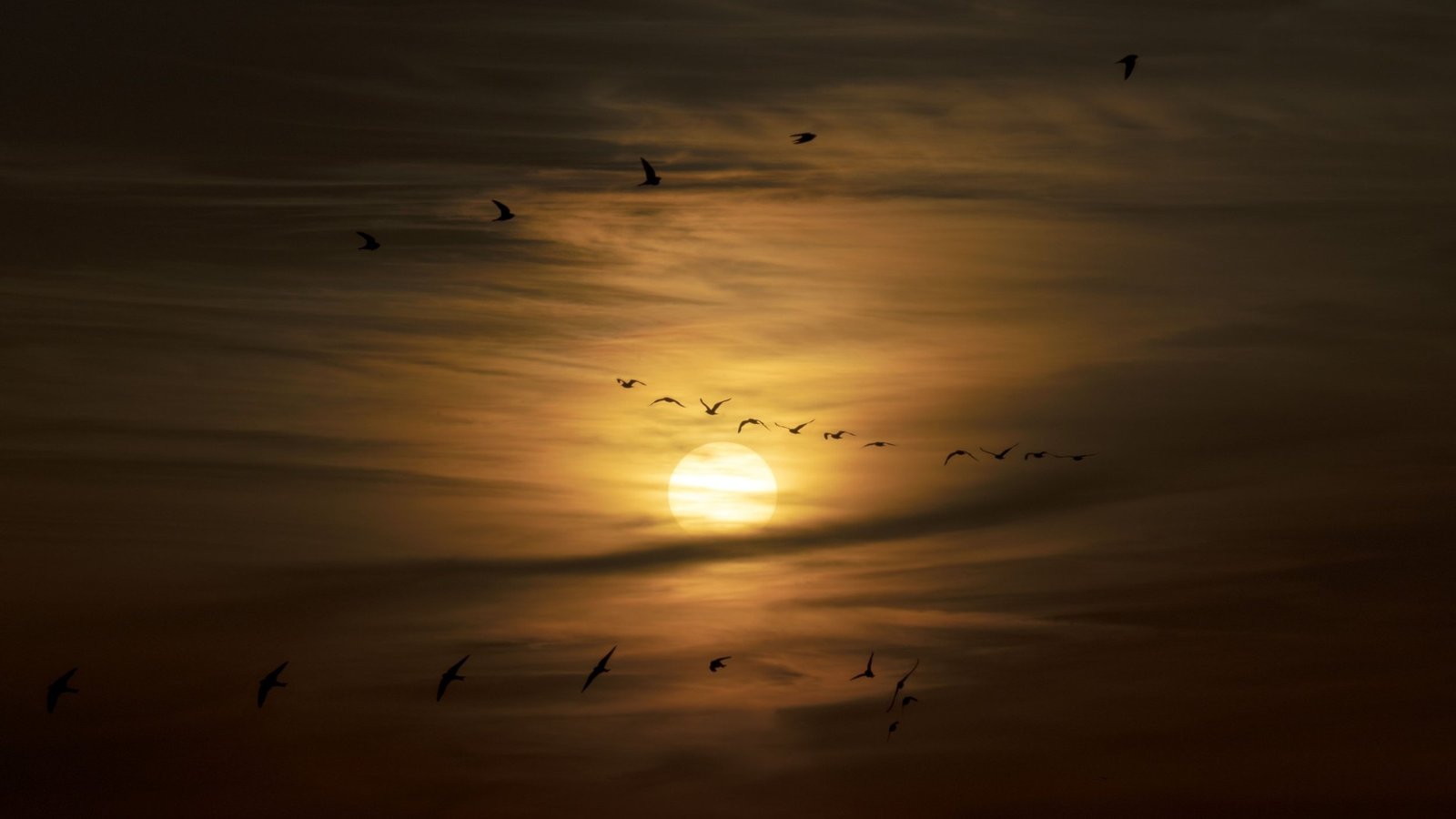 Vol d'oiseaux en silhouette devant un soleil couchant orangé