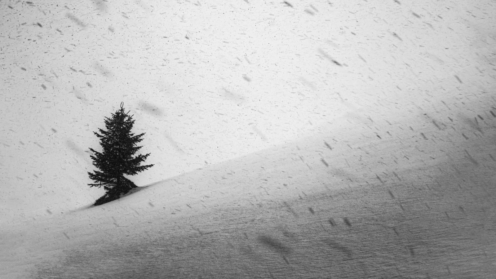 Sapin solitaire sur une pente enneigée sous la neige, en noir et blanc